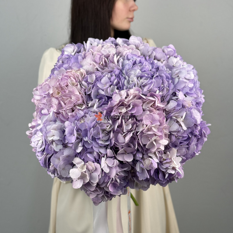 Букет из 15 гортензий