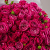Букет из 35 пионовидных роз Мисс Баблз 