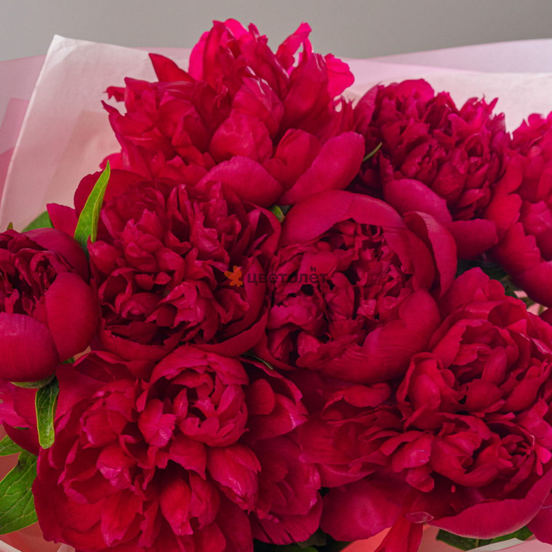 Пионы красные 9шт